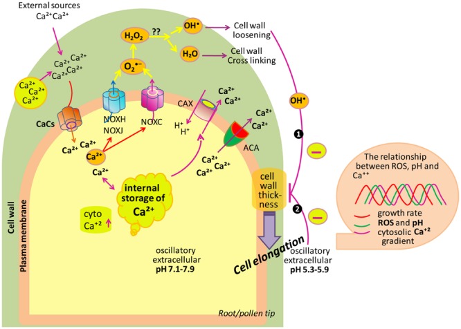 FIGURE 4