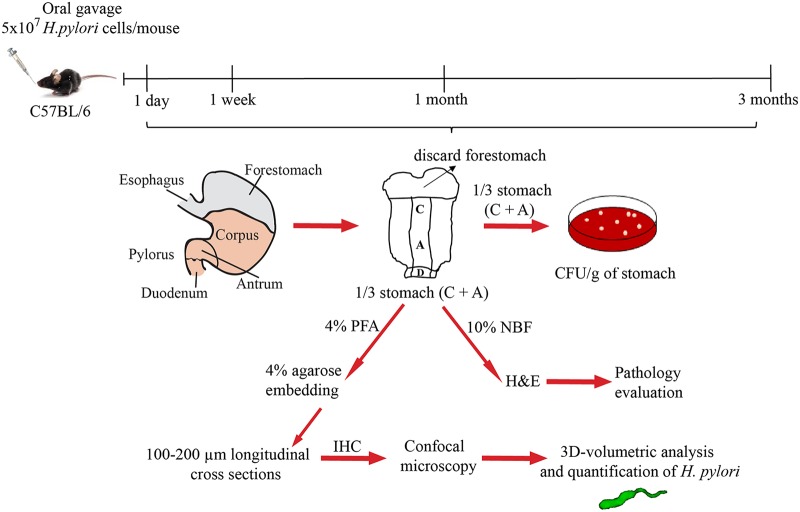 FIG 1