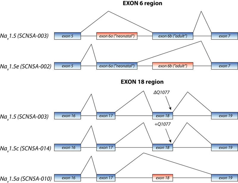 Figure 1: