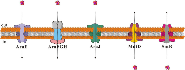 Figure 8