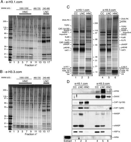 The death-associated protein DAXX is a novel histone chaperone involved ...