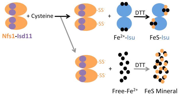 Figure 12