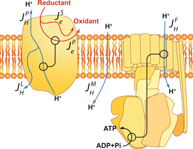 Fig. 2