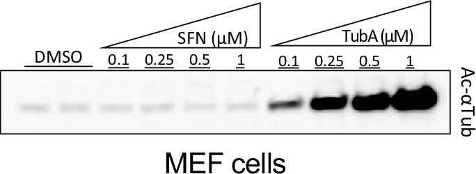 Figure 4—figure supplement 1.