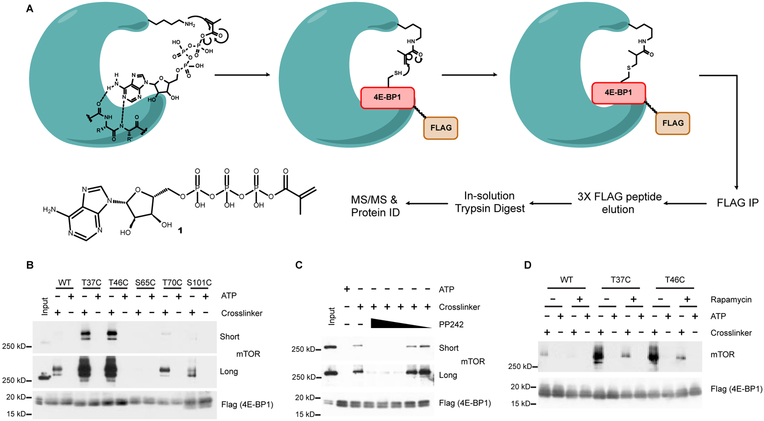 Figure 1 |