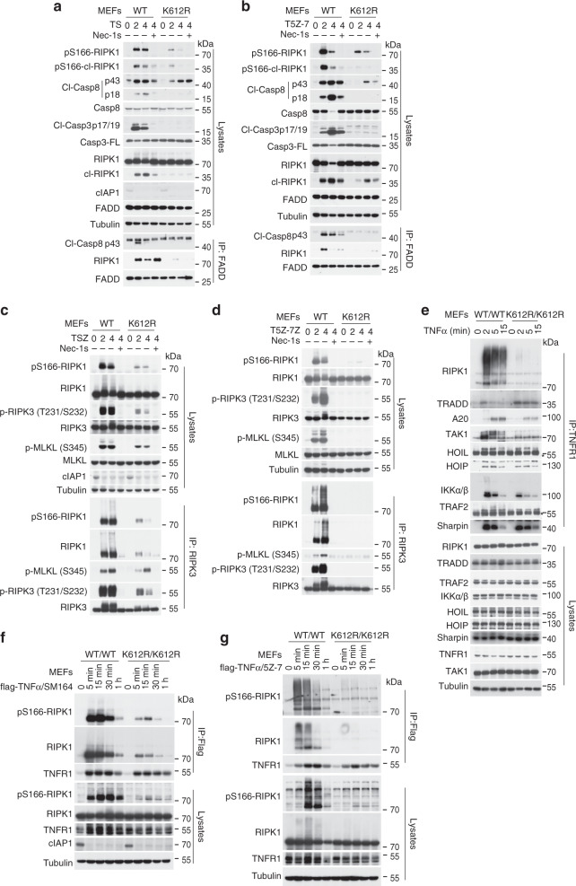 Ubiquitination of RIPK1 regulates its activation mediated by TNFR1 and ...