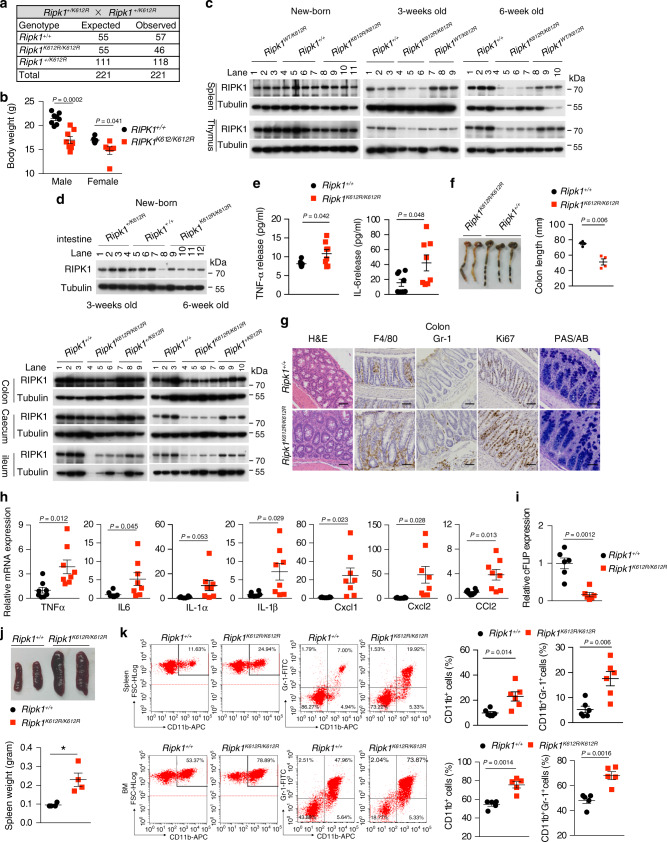 Ubiquitination of RIPK1 regulates its activation mediated by TNFR1 and ...