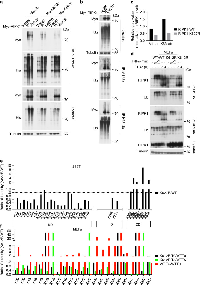 Ubiquitination of RIPK1 regulates its activation mediated by TNFR1 and ...