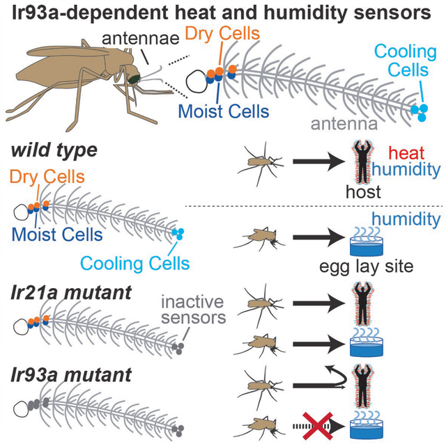 graphic file with name nihms-1861239-f0001.jpg