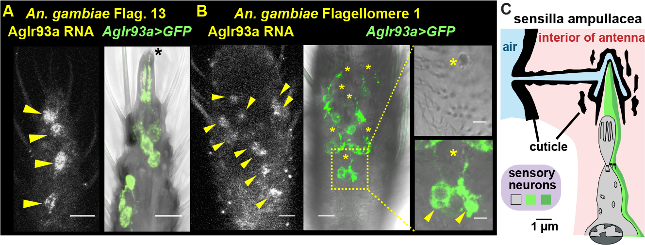 Figure 3: