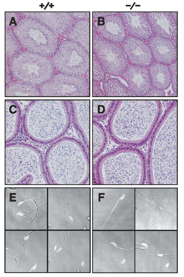 Fig 5