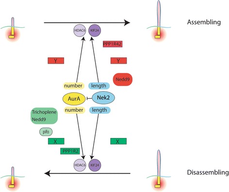 Fig. 10