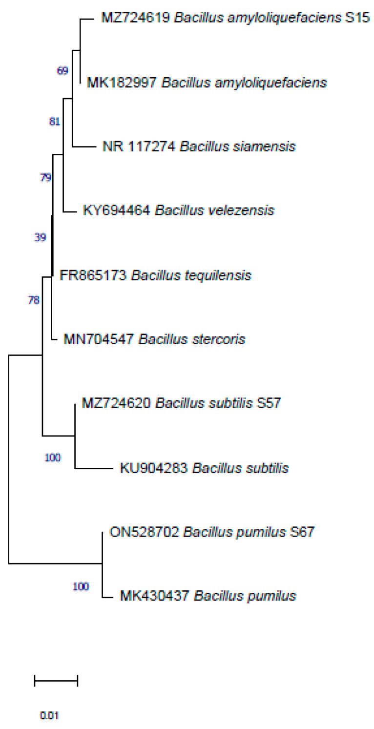 Figure 7