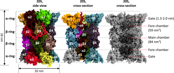 Fig. 2