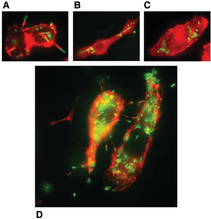 FIG. 2.