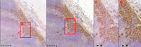 Fig 5