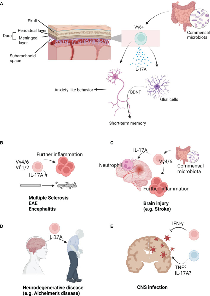 Figure 2