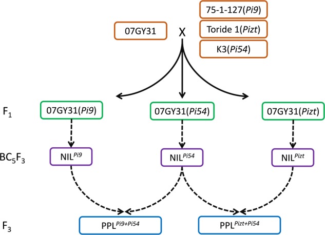 FIGURE 1