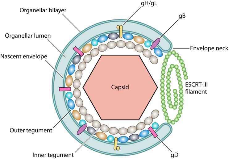 FIG 3