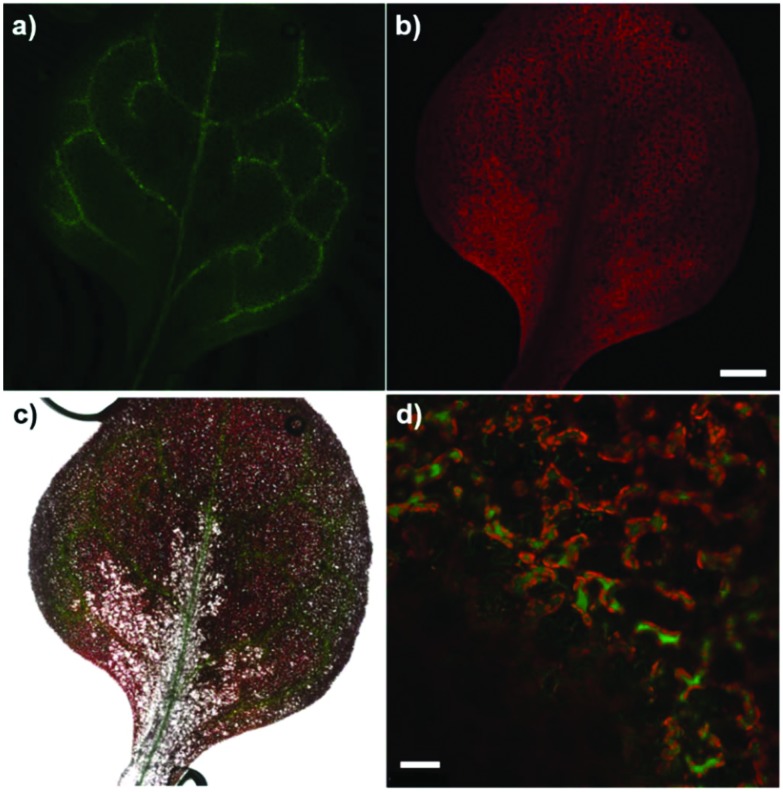 Fig. 5