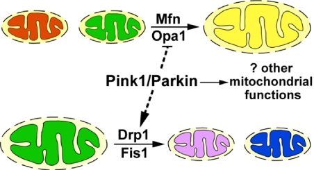 Fig. 6.