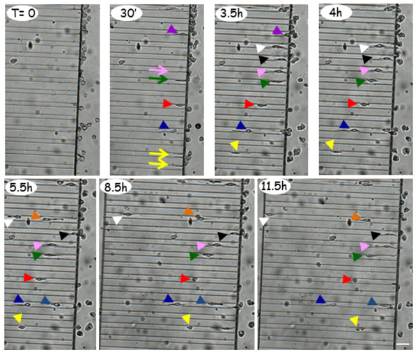 Figure 7