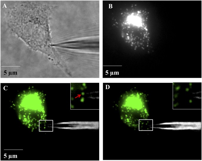 Fig. 4.