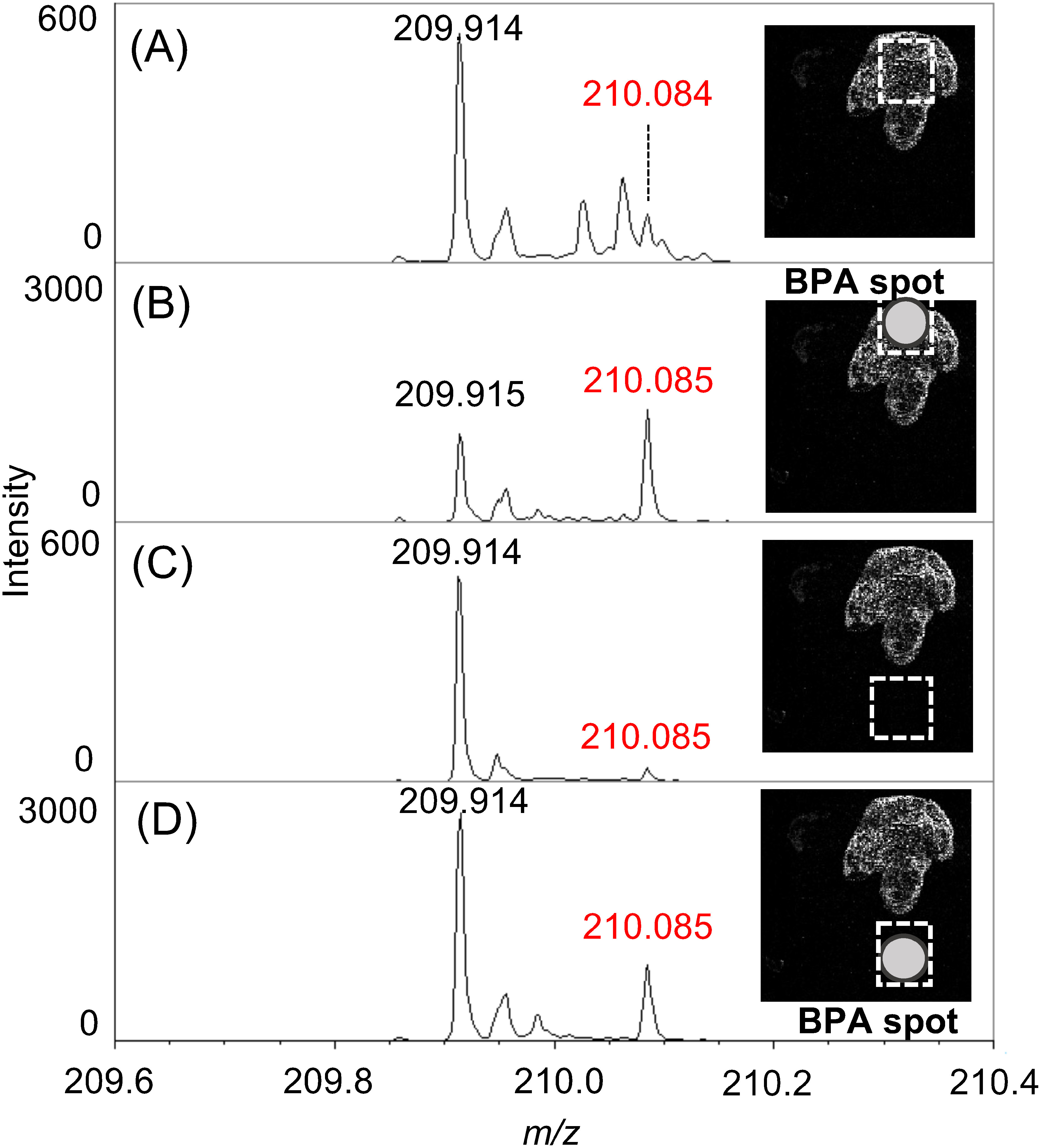 Fig. 5. Averaged mass spectra per a pixel extracted from (A) tumor region, (B) 10 pmol-BPA spotted tumor region, (C) cerebral cortex region and (D) 50 pmol-BPA spotted cerebral cortex region in the BPA dosed brain tissue section. Inserted figures show the position of spotted BPA and the ROI to extract mass spectra. The relative intensities of the peak at m/z 210.085 to the peak at m/z 209.9 increased after BPA spotting in tumor or cerebral cortex area.