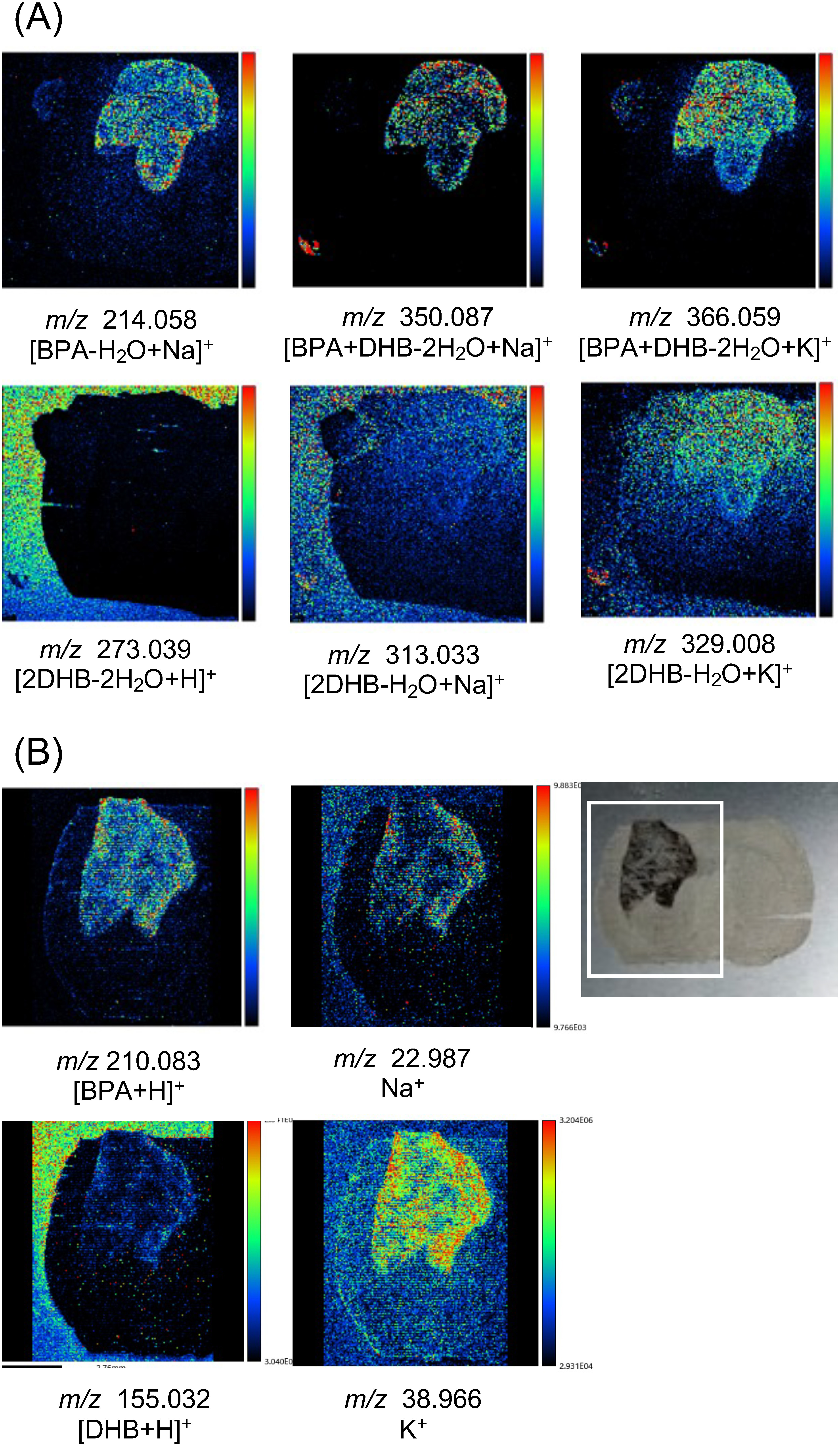 Fig. 6. Mass images obtained from (A) dehydrated BPA–DHB complexes and dehydrated DHB dimers detected in MALDI-MSI measurement with mass range m/z 205–550 (B) [BPA+H]+, [DHB+H]+, Na+, and K+ in MALDI-MSI measurement with mass range m/z 20–215 and the brain section used in this measurement. MALDI-MSI was performed in the half area enclosed by square. The mass images obtained at m/z 214.058, m/z 350.087, m/z 366.059 revealed the distribution in the tumor region. The mass image of [2DHB−H2O+K]+ showed clear distribution in tumor region compared to the mass images of [2DHB−H2O+Na]+ and [2DHB−2H2O+H]+. The mass image of potassium ion clearly showed the distribution in tumor region and localization inside tumor.