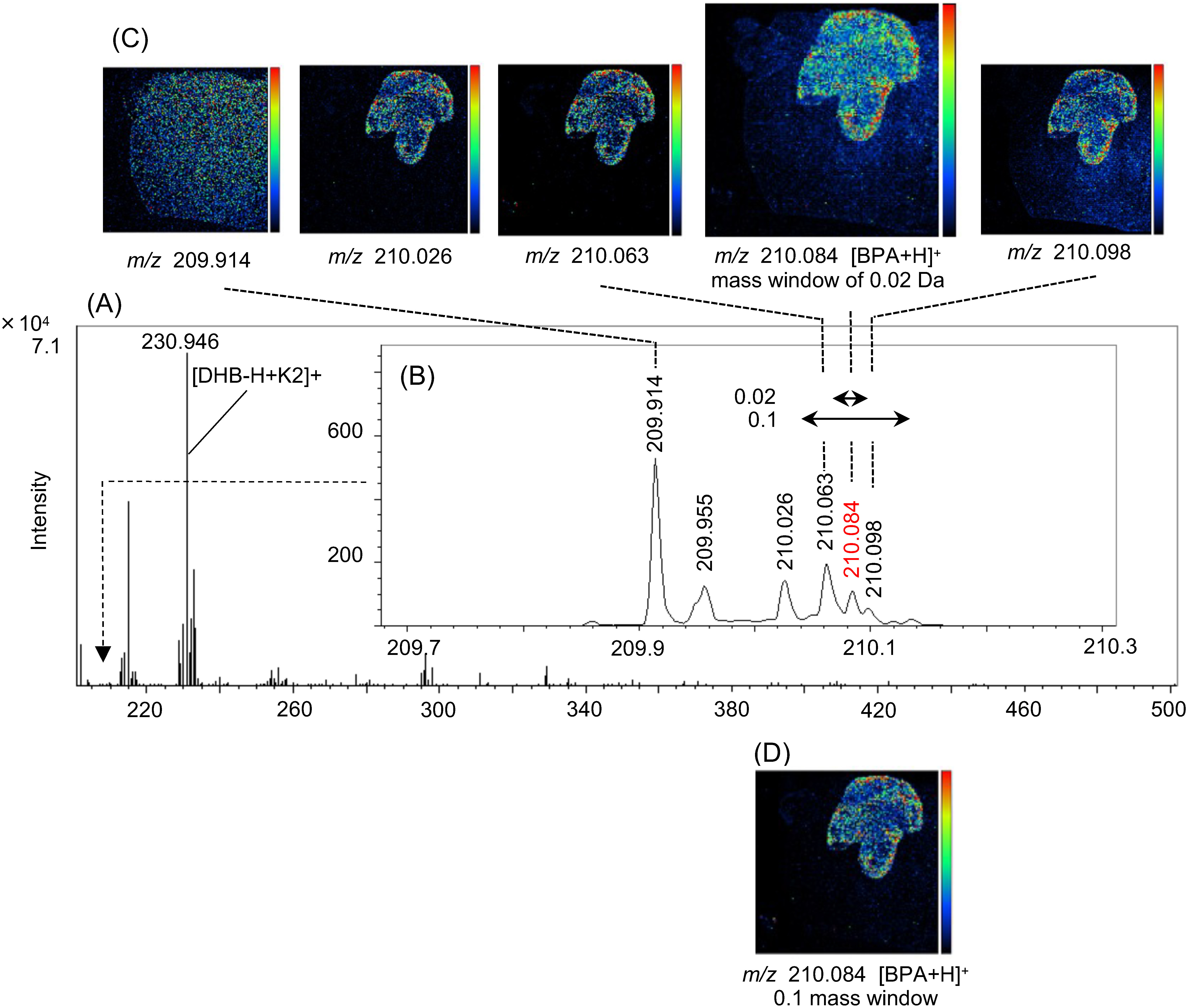 Fig. 4. (A) Averaged mass spectrum per a pixel extracted from tumor region of BPA dosed brain tissue section (B) enlarged mass spectrum around m/z 210.093 ([BPA+H]+) (C) mass images obtained from each peak around m/z 210 in a mass window of 0.02 Da and (D) mass image obtained from m/z 210.084 in a mass window of 0.1 Da. The peaks around m/z 210.093 were separated and each peak width was approximately 0.02 Da. The mass image obtained from m/z 210.084 in a mass window of 0.02 Da clearly revealed distribution of BPA in tumor region and inside the tumor. The spectrum data files are available in J-STAGE Data. https://doi.org/10.50893/data.massspectrometry.21521988