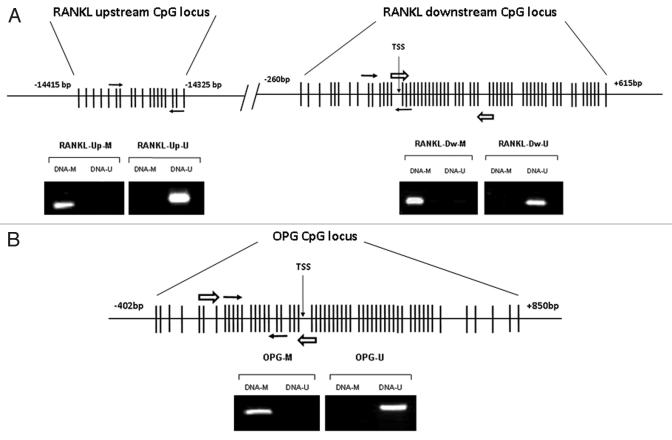 graphic file with name epi-7-83-g1.jpg