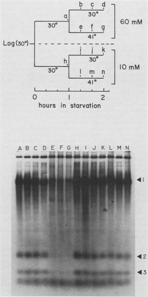 graphic file with name molcellb00152-0245-a.jpg