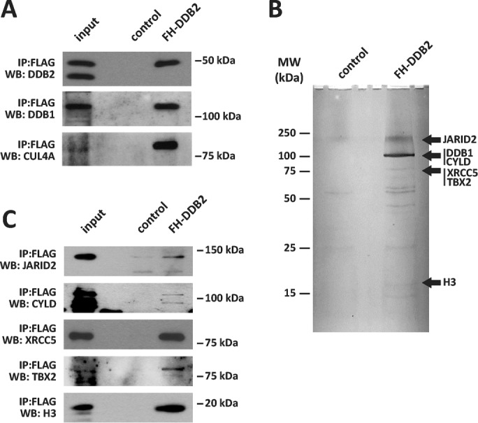 FIGURE 1: