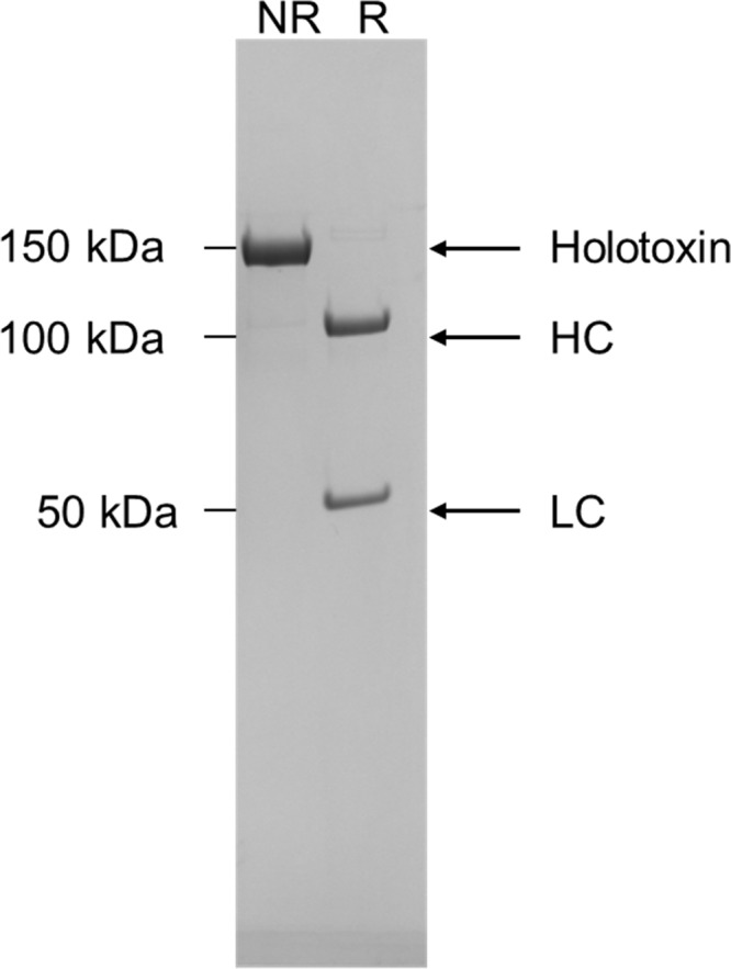 FIG 1