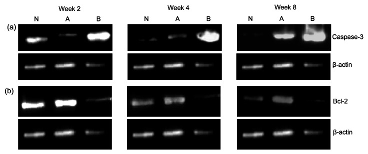 Fig. 11