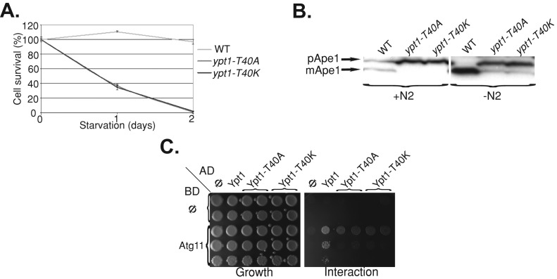 FIGURE 1: