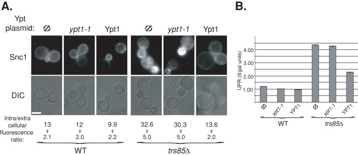 FIGURE 9: