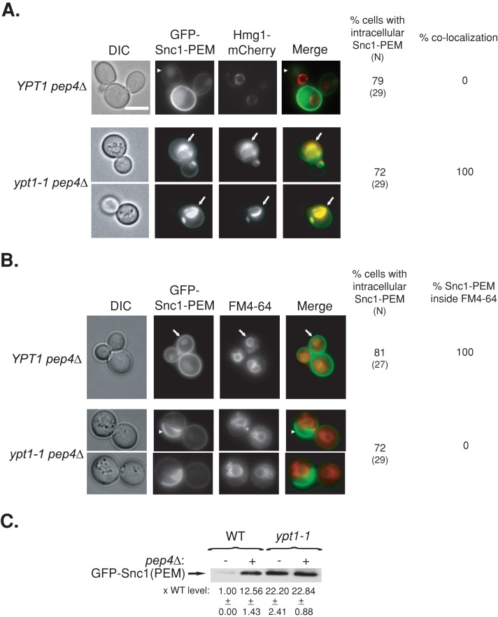 FIGURE 7: