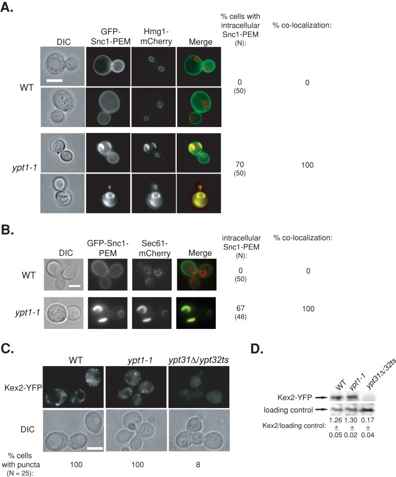 FIGURE 4: