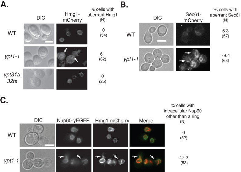 FIGURE 2: