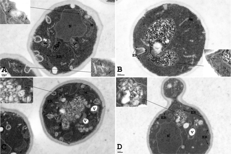 FIGURE 6: