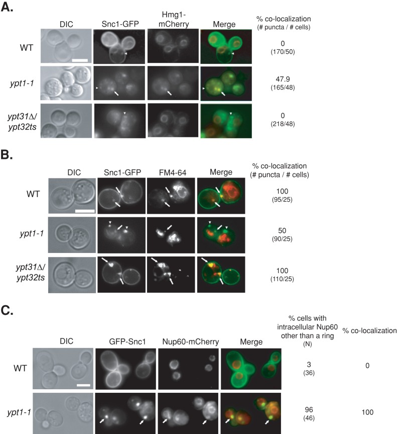 FIGURE 3: