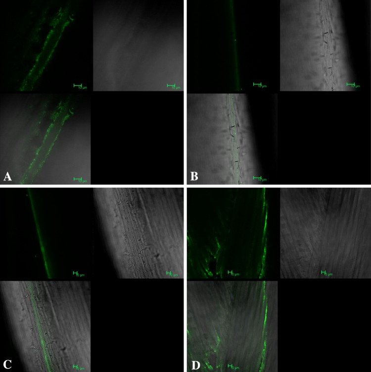 Fig. 5A–D