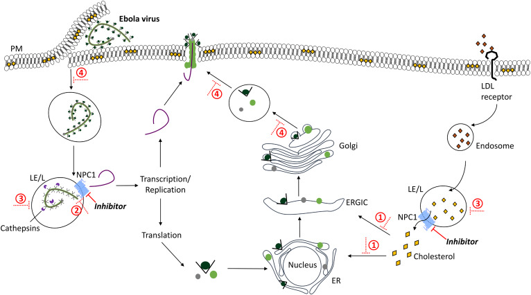 Fig. 2.