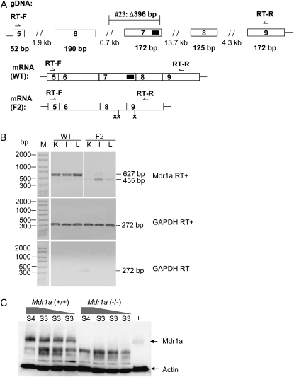 Figure 4.—