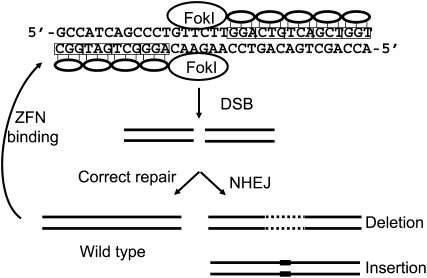 Figure 1.—