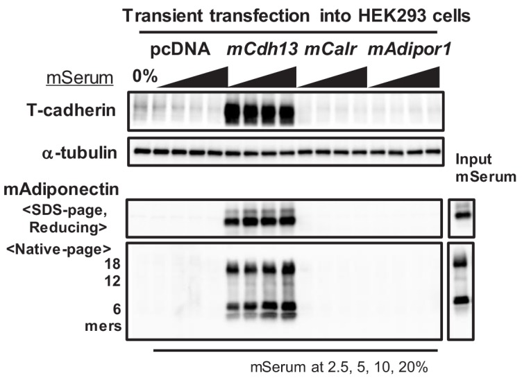 Figure 1—figure supplement 1.