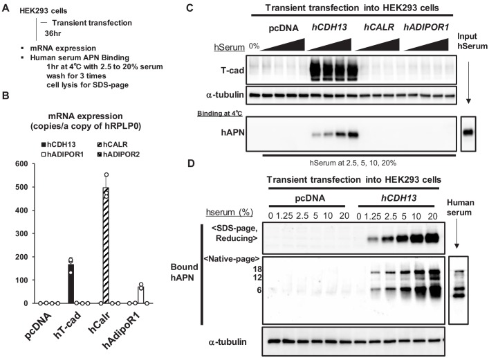 Figure 1—figure supplement 2.