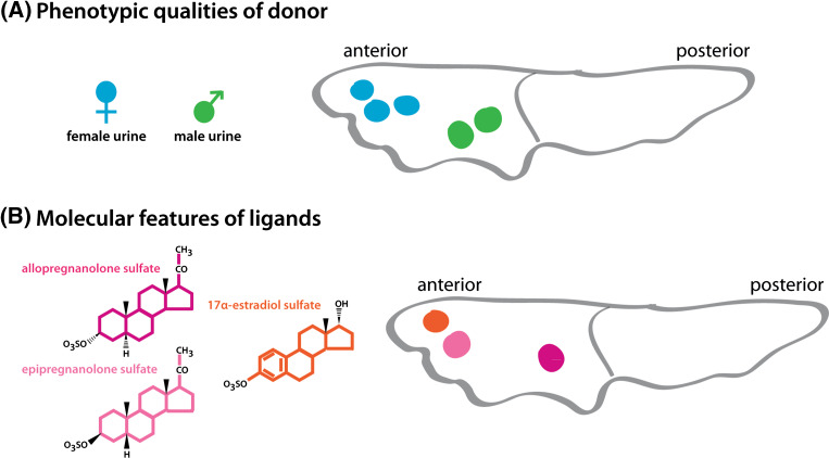 Fig. 3