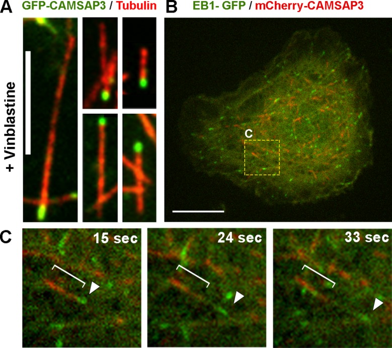 Figure 1—figure supplement 1.